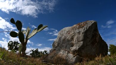 Η φραγκοσυκιά και ο βράχος